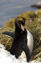 Golden Crested Penguin