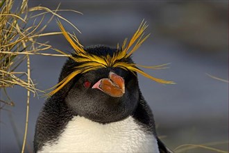 Macaroni Penguin adult