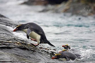 Adult macaroni penguin