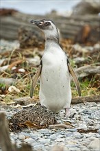 Juvenile magellanic penguin