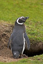 Adult magellanic penguin