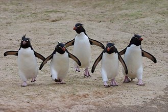 Marching Group southern rockhopper penguin