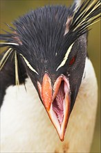 Southern Rockhopper southern rockhopper penguin