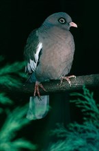 Bare-eyed pigeon