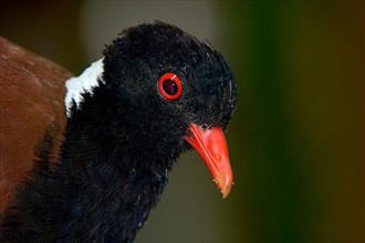 Bronze-naped Pigeon