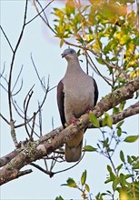Mountain Imperial-pigeon