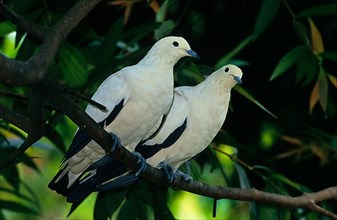 Pied imperial pigeons