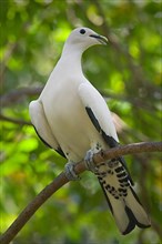 Pied pied imperial pigeon