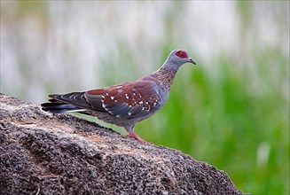 Speckled dove