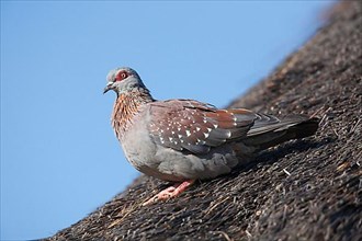 Speckled dove
