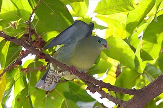 Thick-billed green pigeon