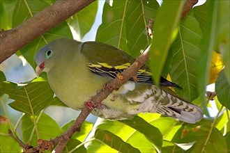 Thick-billed green pigeon