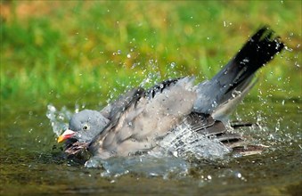 Wood Pigeon