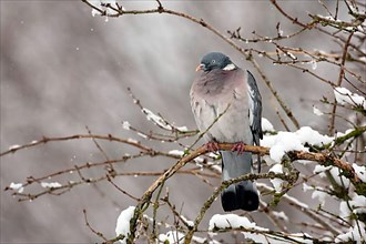 Adult common wood pigeon