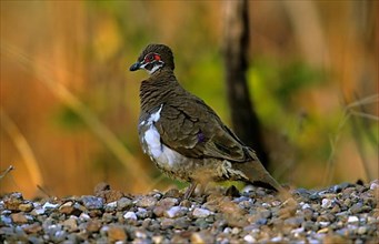 Red-eyed Pigeon
