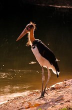 Adult Lesser Spotted Eagle Stork