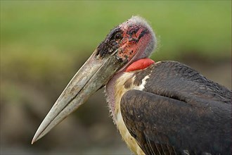 Adult marabou stork