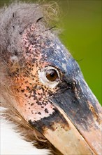 Adult marabou stork