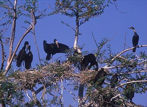 Open-bill Stork Nesting colony