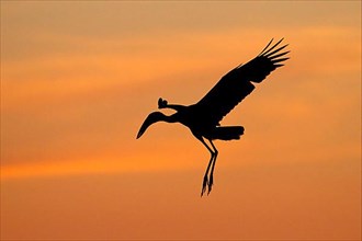 Moor-billed Stork