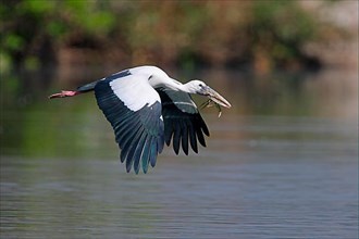 Asian Open-billed Stork
