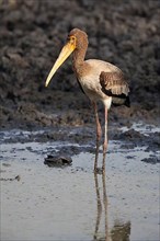 Young Painted painted stork
