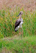 Young saddle-billed stork