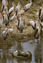 Yellow Billed Stork With Marabou Storks watching African Rock Python swallowing Pellican