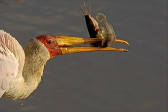 African Yellow-billed Stork