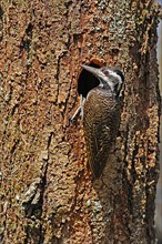 Bearded Woodpecker