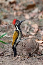 Black-rumped Flameback