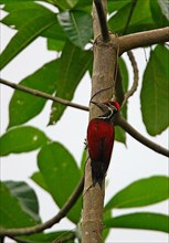 Black-rumped flameback