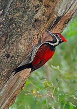 Black-rumped flameback