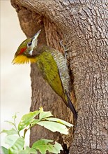 Lesser lesser yellownape