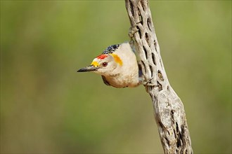 Golden-fronted woodpecker
