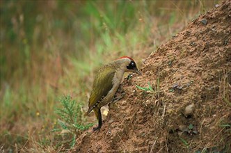 Green Woodpecker