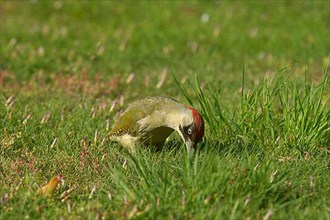 Green Woodpecker