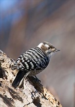 Japanese Kizuki Woodpecker