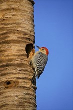 Carolinian Woodpecker