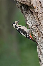Syrian syrian woodpecker