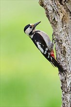 Syrian Woodpecker