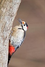 Syrian Woodpecker