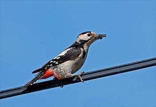 Syrian syrian woodpecker