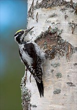 Three-toed woodpeckers