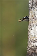 Three-toed woodpeckers