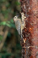 West indian woodpecker