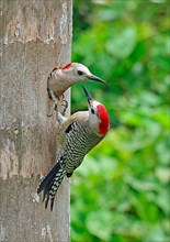 West Indian west indian woodpecker