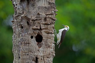 Adult white woodpecker
