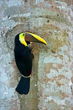 Adult maroon toucan