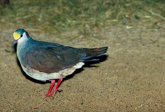 Sulawesi ground dove